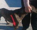 Καβαλάρι Θεσσαλονίκης: Σκύλος σκελετωμένος με ακρωτηριασμένο πόδι αβοήθητος στη μέση του δρόμου (Βίντεο)
